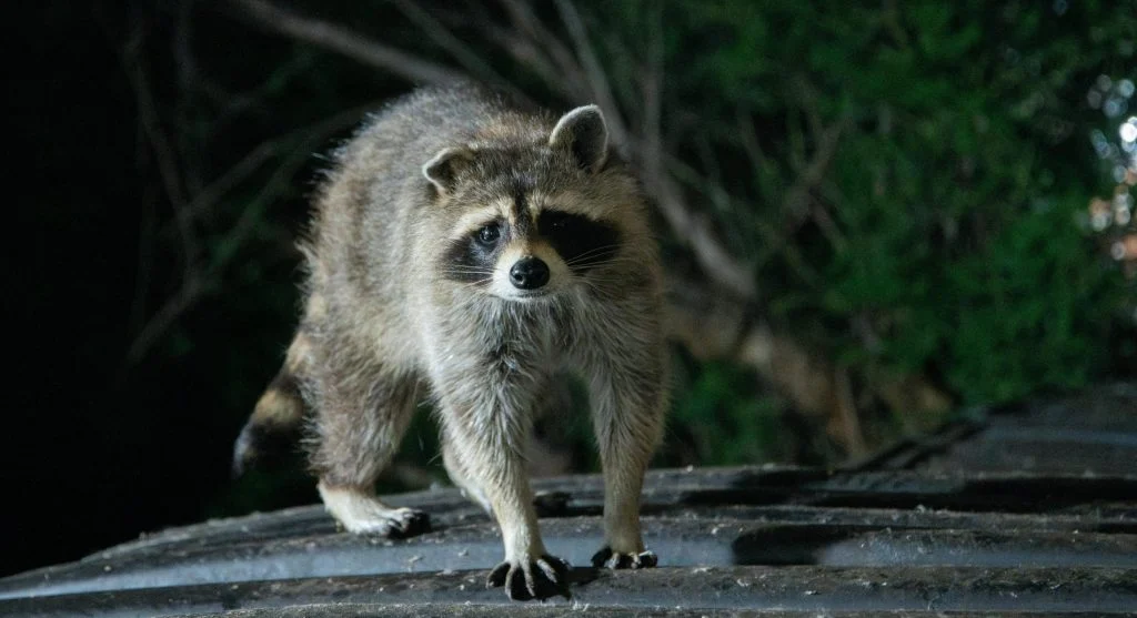 raccoon searching for food at night