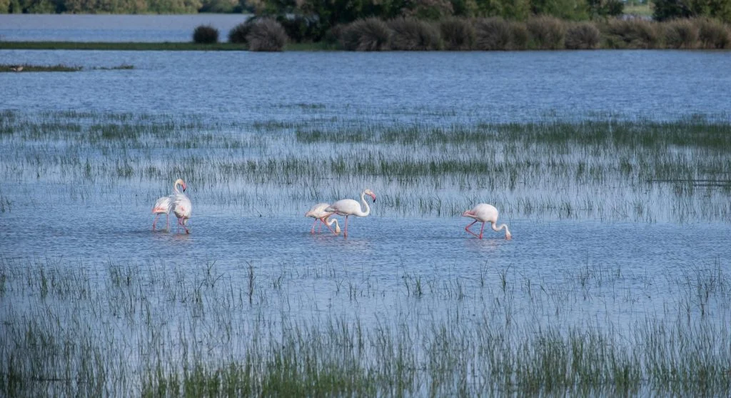 flamingos resting in natural wetland ecosystem