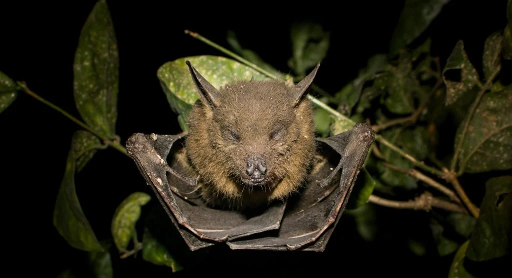 8 Bat Myths Wildlife Experts Say Are Commonly Misunderstood
