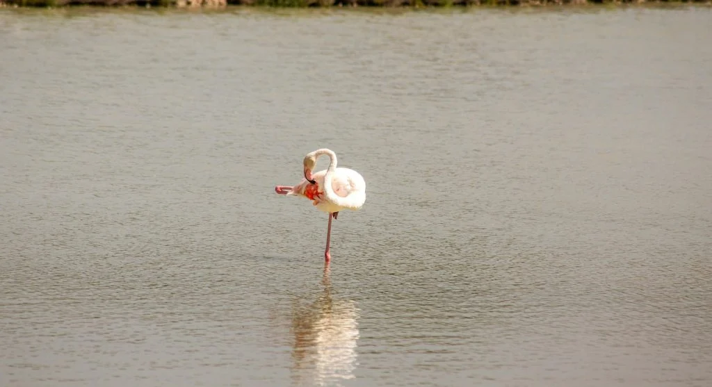 Why Flamingos Stand on One Leg in Wetland Ecosystems
