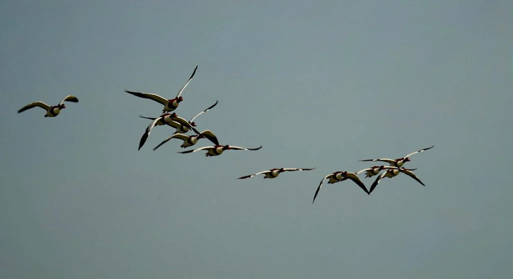 birds flying at night in air currents