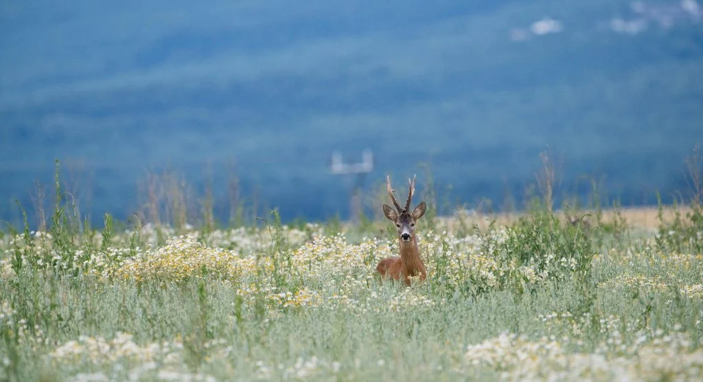 wildlife corridor connecting habitats