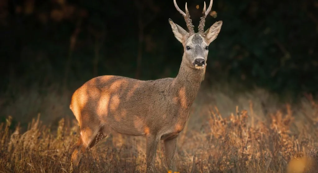 deer in natural habitat at dawn