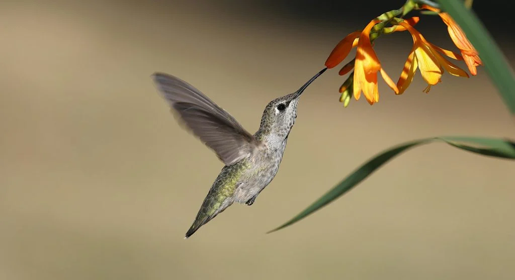 How Hummingbirds Survive Long Migration Journeys Each Year