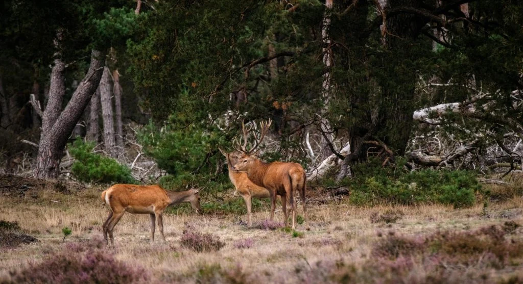deer traveling through protected woods
