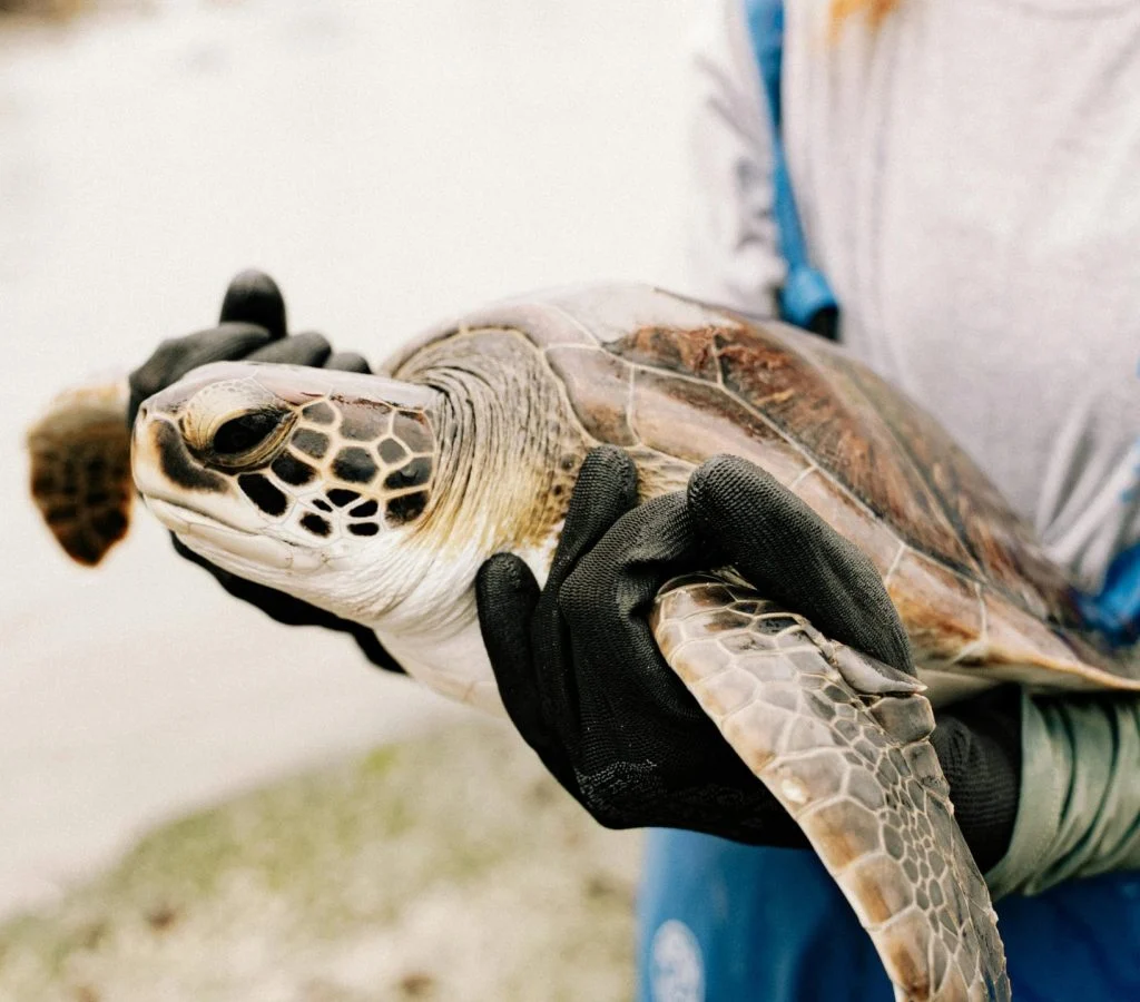 Volunteers helping to protect sea turtles on a beach