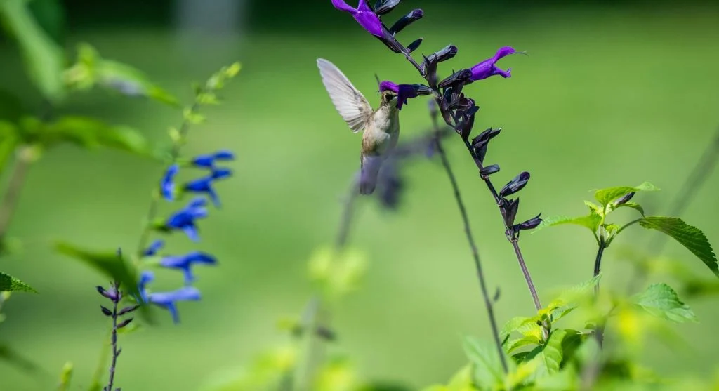 A hummingbird in flight, feeding from a flower