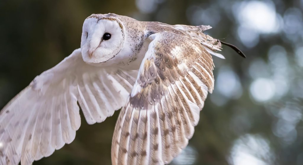 Barn owl flying with wings spread wide at sunset