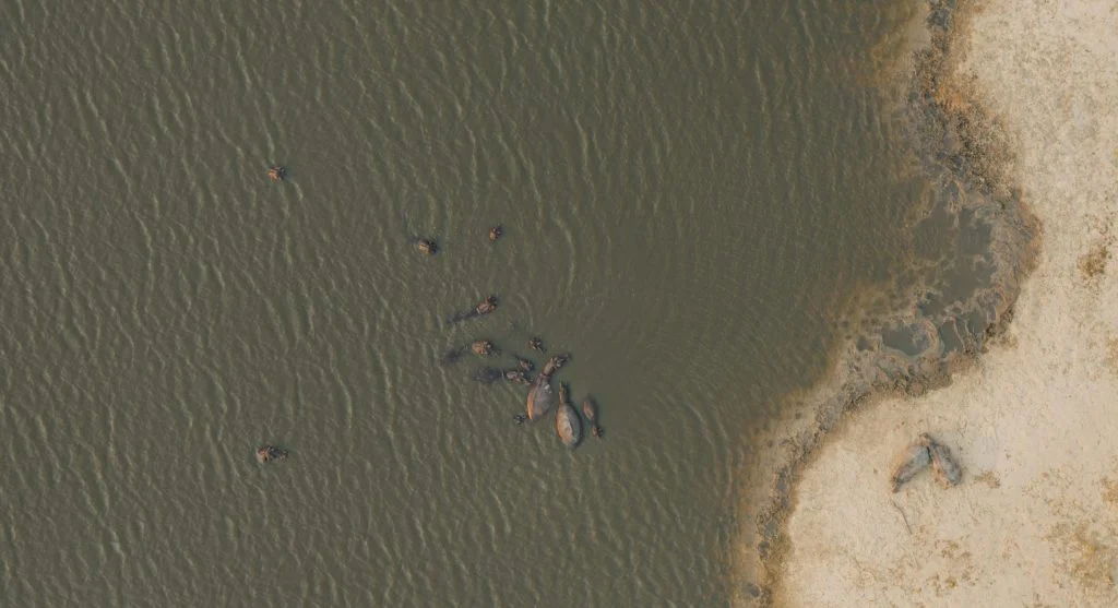 animals moving through connected habitat