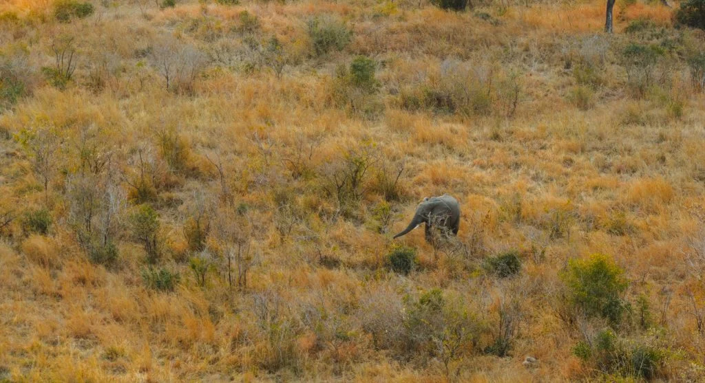 People watching animals in a national park