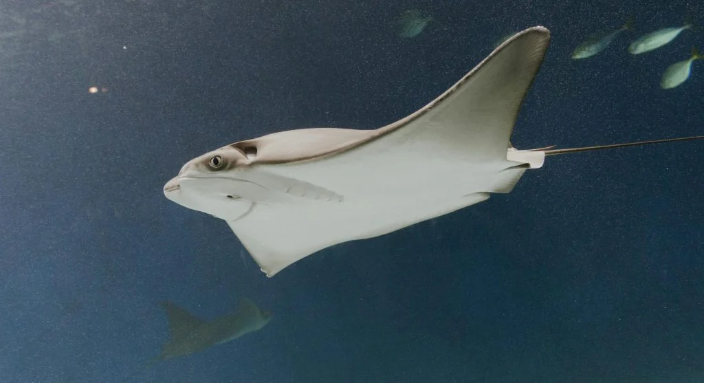 flying fish gliding above ocean