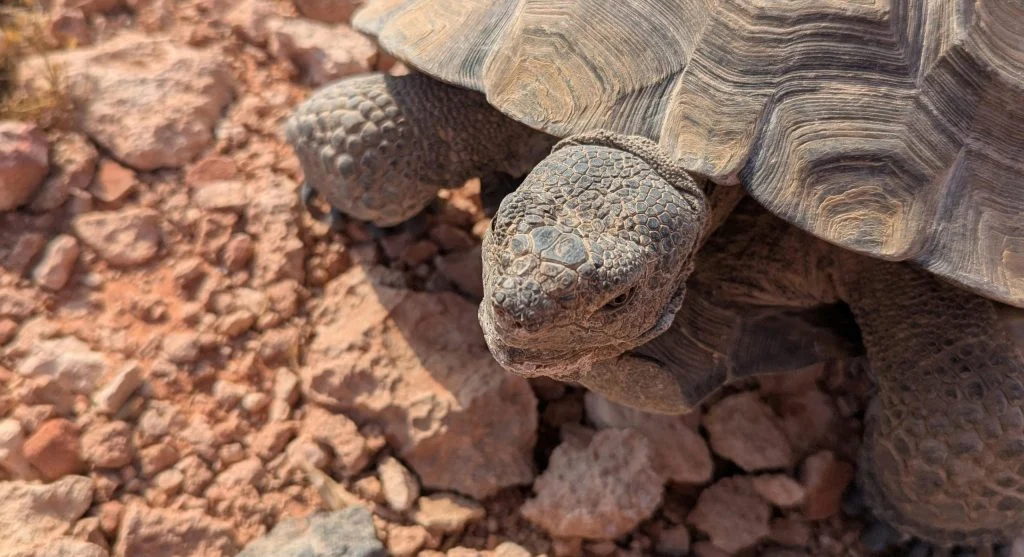 reptile thriving in desert habitat