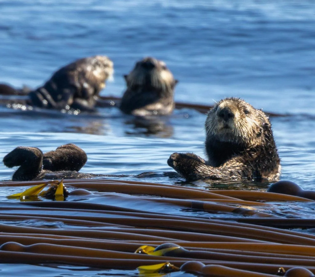 How Sea Otters Help Protect Coastal Ocean Ecosystems