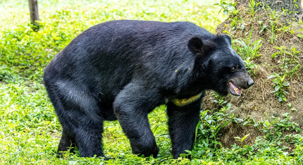 Black bear walking alone in a forest