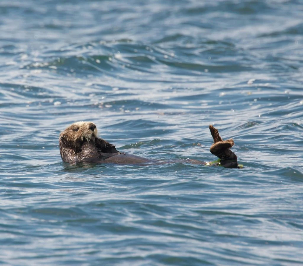 Sea otter floating on its back in the ocean, grooming its fur