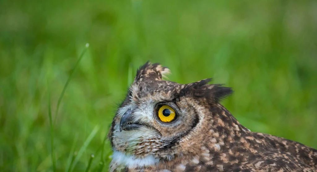 owl resting in forest at night