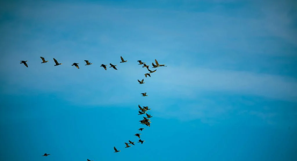 Birds flying in synchronized formation during spring migration