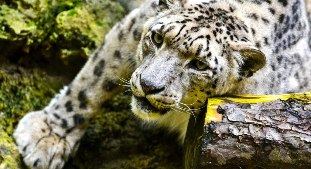 Snow leopard in a snowy mountain landscape