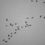 Aerial view of migratory birds flying together during seasonal migration