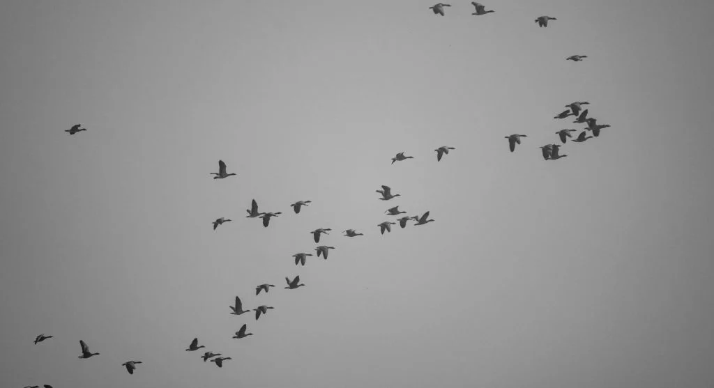 How Bird Migration Works According to Wildlife Researchers