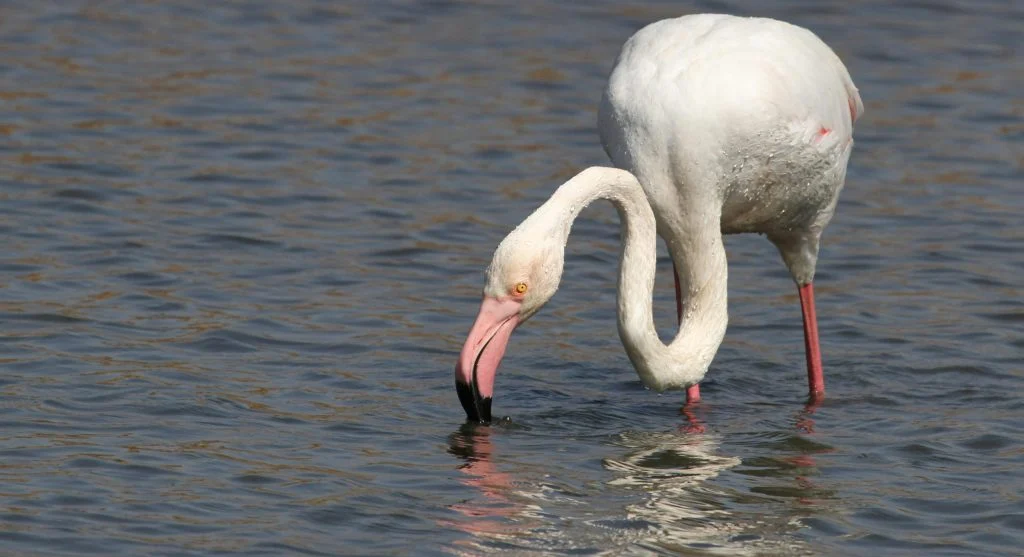 flamingos feeding in protected wetlands