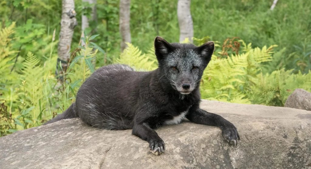 Arctic fox with brown summer fur in a tundra environment
