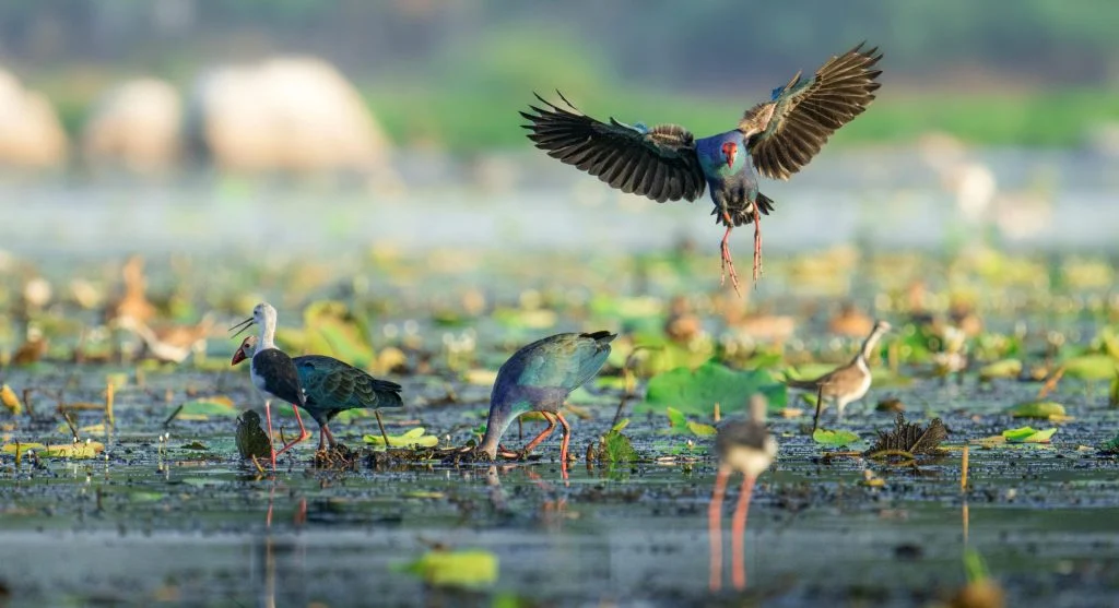 Freshwater wetland with diverse plant and animal life