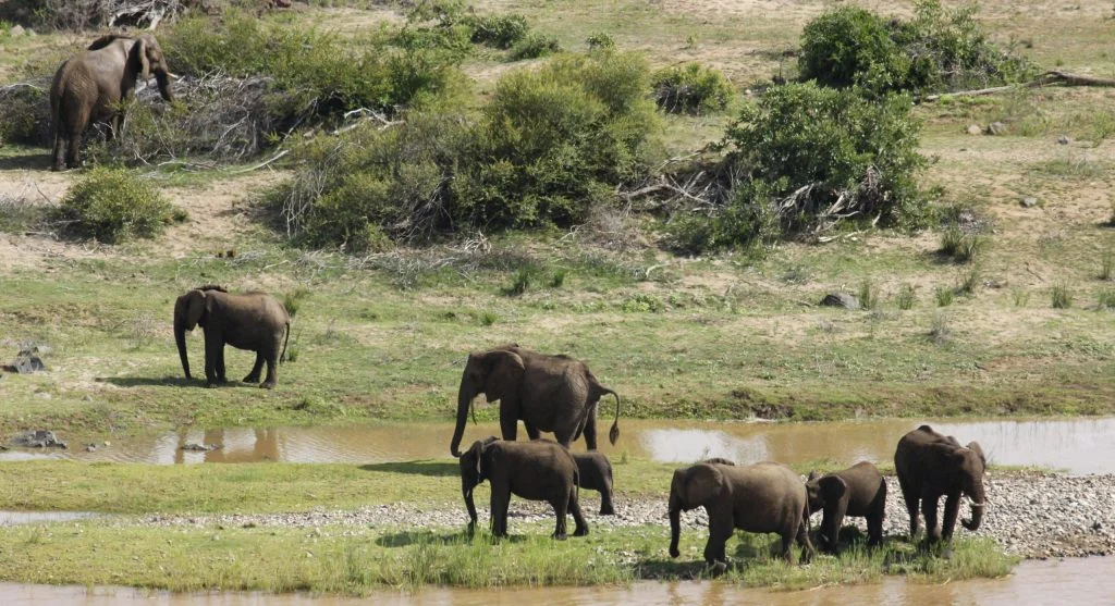 Person observing wildlife from a distance in a natural reserve