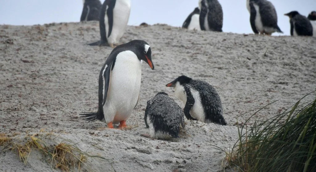 Penguins huddled together in a colony during severe Antarctic winter