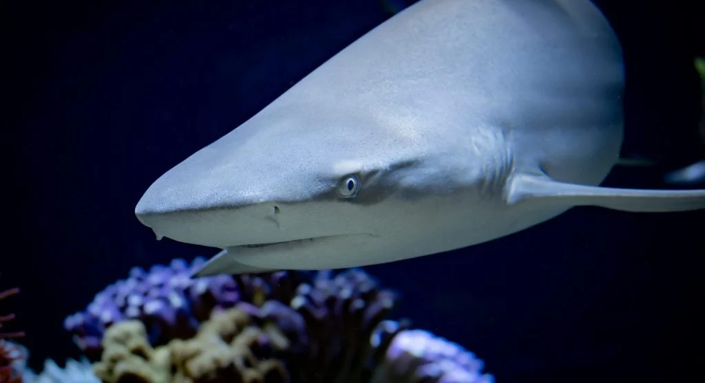 Shark swimming in the ocean during research