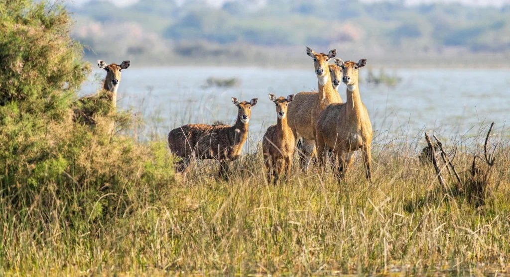 Wild animals migrating through a preserved national park area