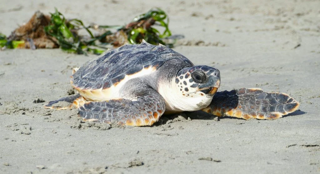 coastal nesting site for sea turtles