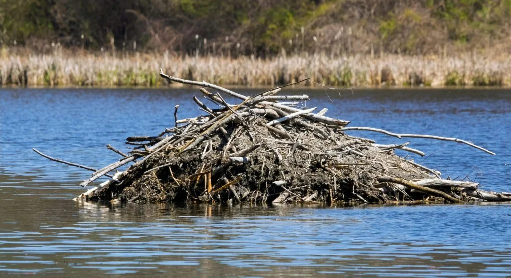 beaver collecting sticks in wetland