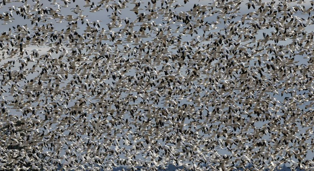 Illustration of bird migration patterns across the globe