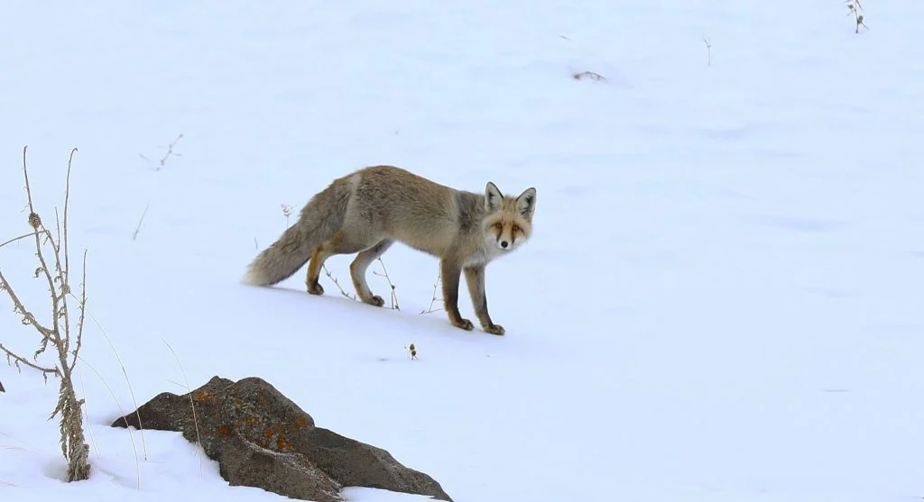 Arctic fox hiding in snow