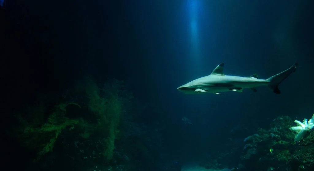 reef shark in marine ecosystem