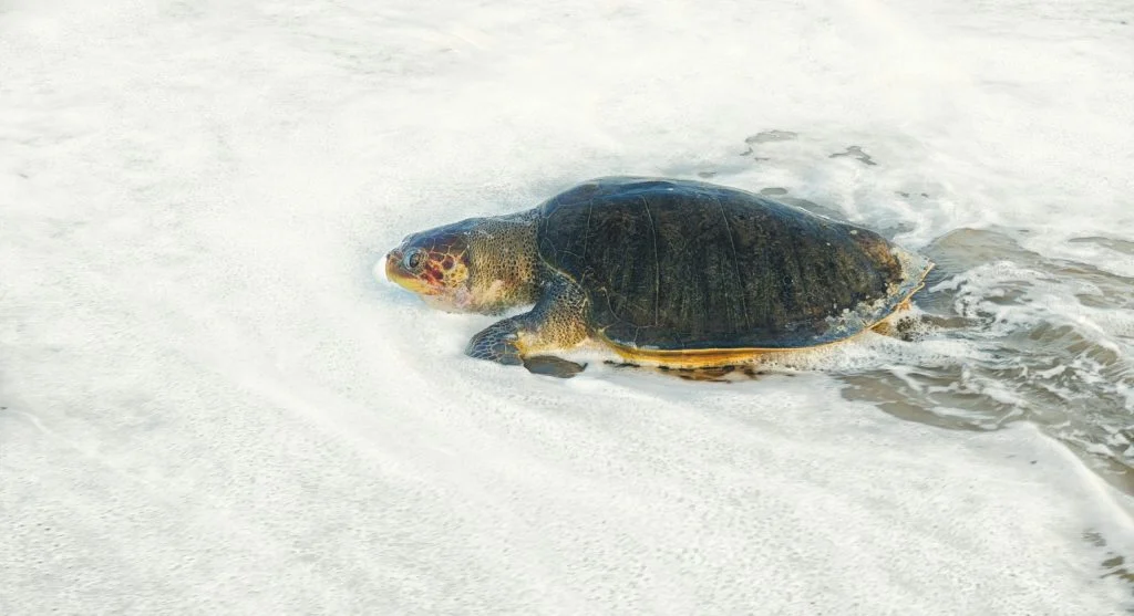 sea turtle on beach habitat