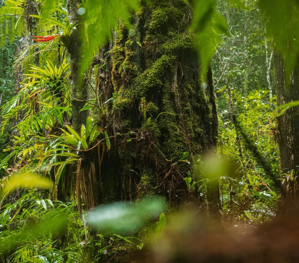 Rainforest animals in dense jungle habitat