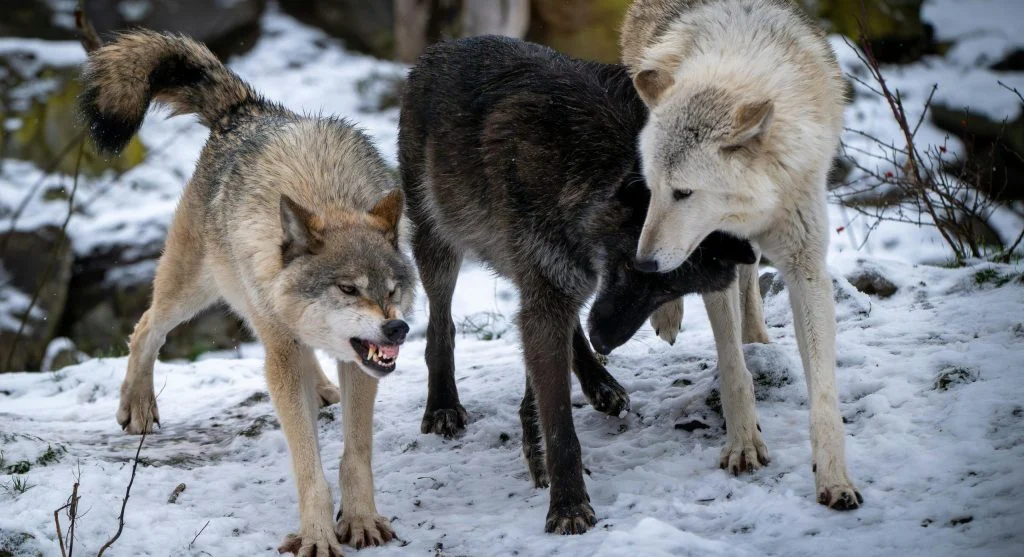 Wolves playing in a snowy forest
