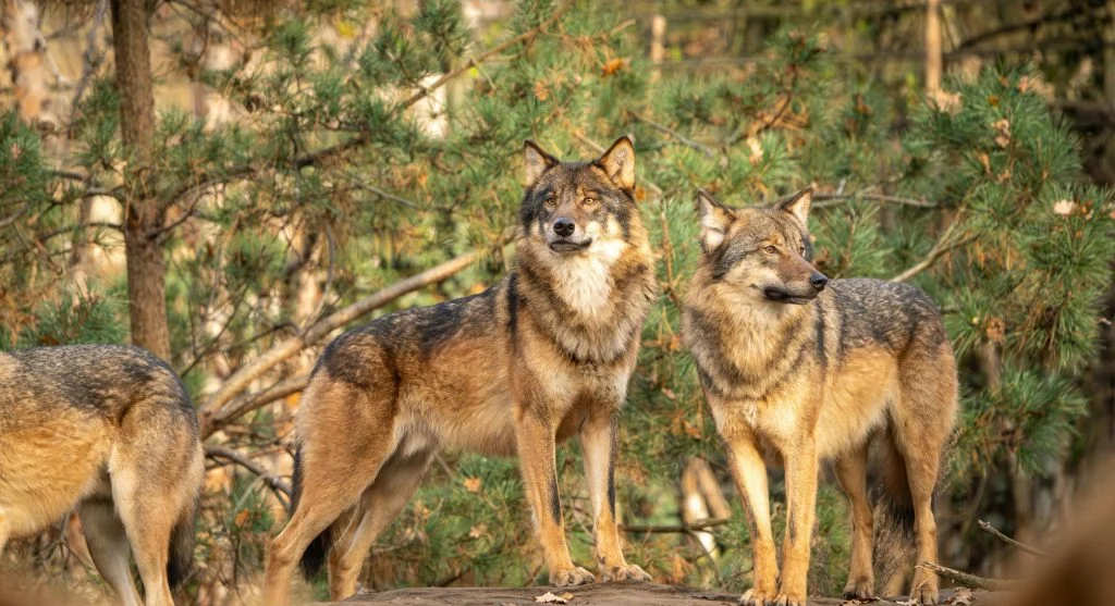 Gray wolves navigating through a forest