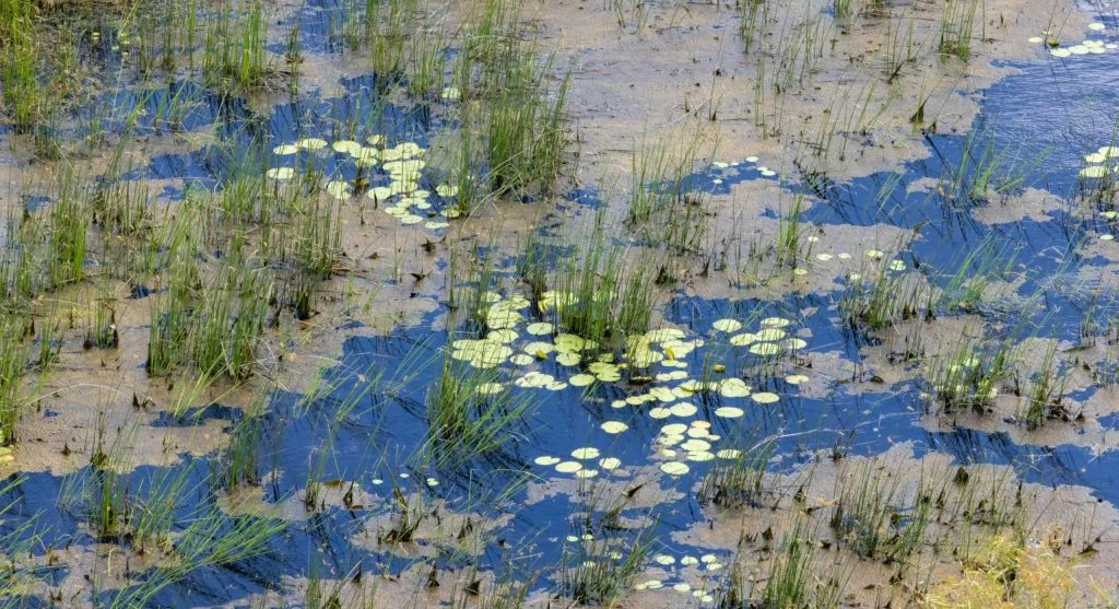 Why Wetlands Are Important for Wildlife and Ecosystem Health