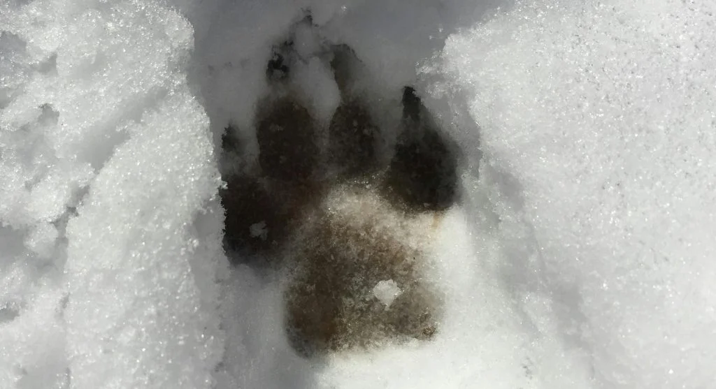 wildlife paw print outdoors with claw marks