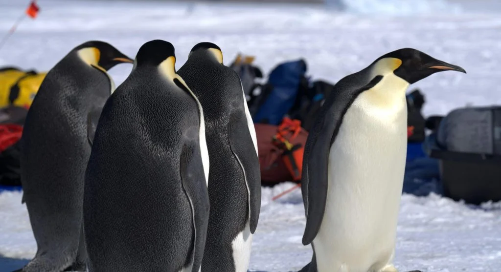 penguin in cold weather protected by feathers