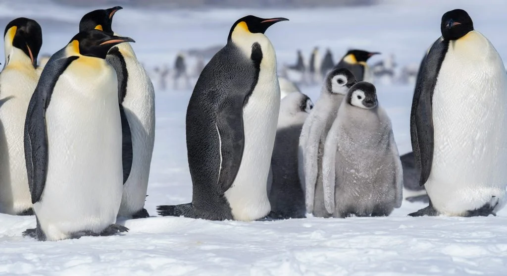 penguins surviving harsh winter