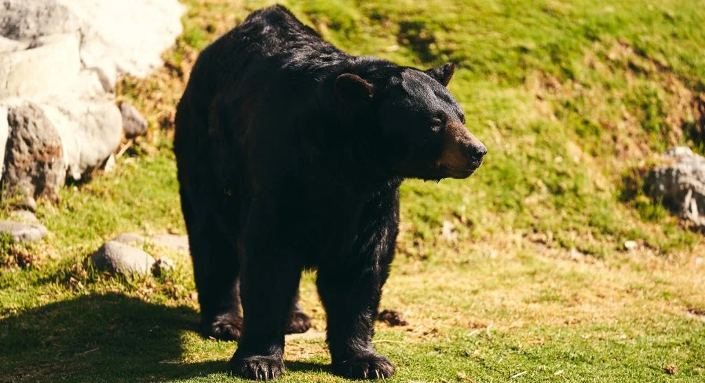 A black bear walking through a dense forest