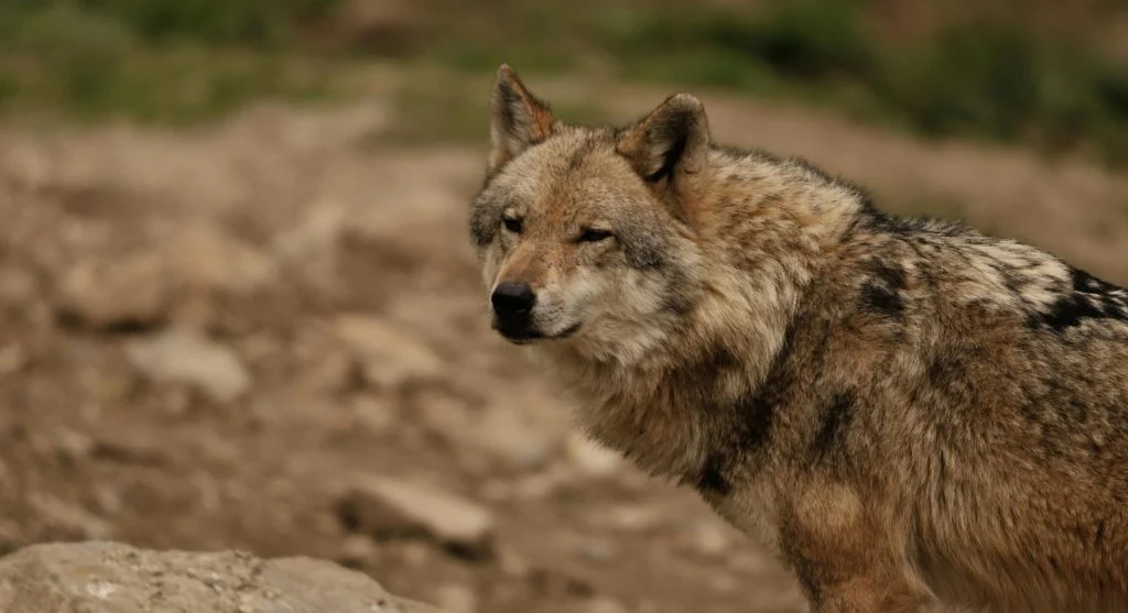 wolves roaming free in nature reserve