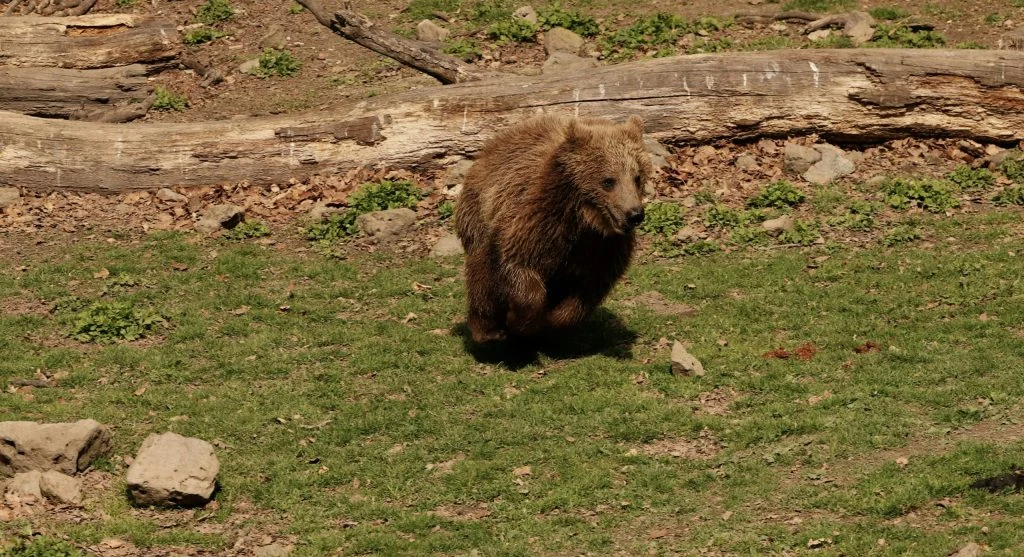 Brown bear walking through forest
