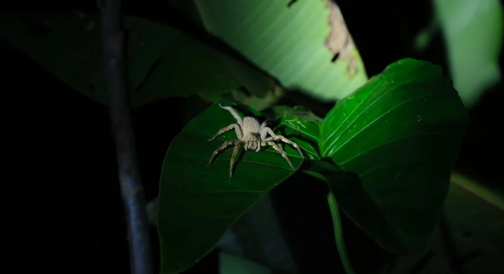 firefly glowing in dark ecosystem