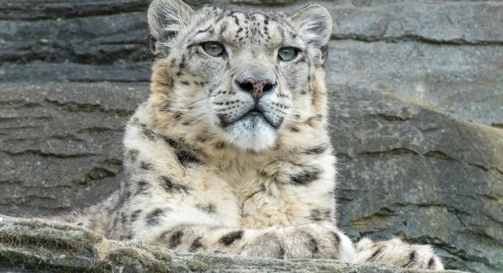 Why Snow Leopards Are So Difficult to Spot in the Wild