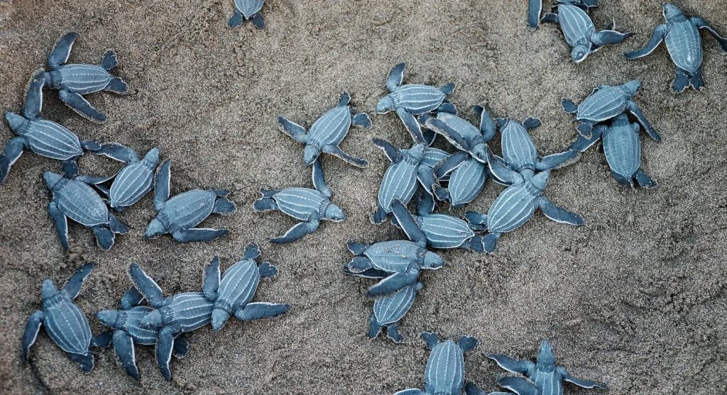 baby sea turtles heading to ocean